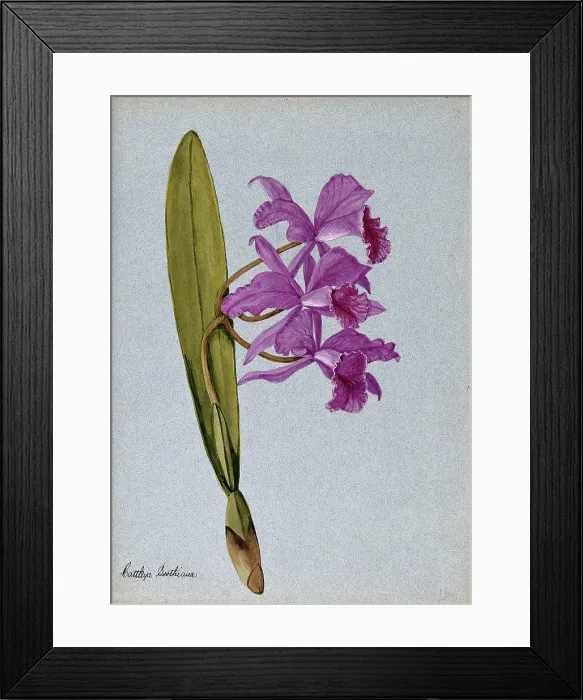 Framed Print : An orchid (Cattleya Boothiana): flowering stem. Creator: Unknown Framed Print : An orchid (Cattleya Boothiana): flowering stem. Creator: Unknown