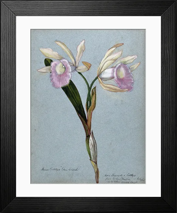 Framed Print : An orchid hybrid (Brassavola x Cattleya Edwin Wheeler'): flowering stem, 1908. Creator: Unknown Framed Print : An orchid hybrid (Brassavola x Cattleya Edwin Wheeler'): flowering stem, 1908. Creator: Unknown
