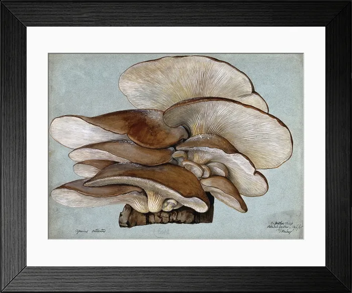 Framed Print : Oyster mushrooms (Pleurotus ostreatus) growing on wood, 1895. Creator: Unknown Framed Print : Oyster mushrooms (Pleurotus ostreatus) growing on wood, 1895. Creator: Unknown