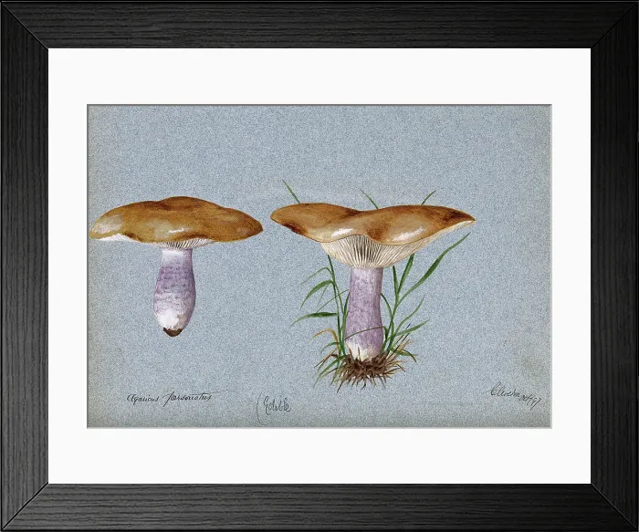 Framed Print : Blewit fungus (Lepista saeva): two fruiting bodies, 1897. Creator: Unknown Framed Print : Blewit fungus (Lepista saeva): two fruiting bodies, 1897. Creator: Unknown