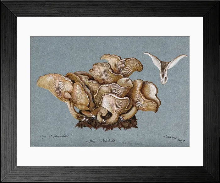 Framed Print : A fungus (Clitocybe phyllophila) growing on soil, 1898. Creator: Unknown Framed Print : A fungus (Clitocybe phyllophila) growing on soil, 1898. Creator: Unknown