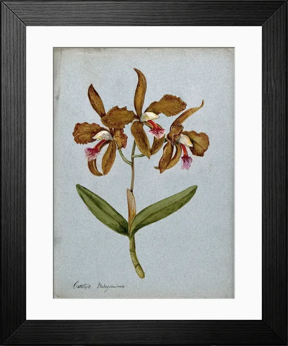 Framed Print : An orchid (Cattleya Duboysoniana): flowering stem. Creator: Unknown Framed Print : An orchid (Cattleya Duboysoniana): flowering stem. Creator: Unknown