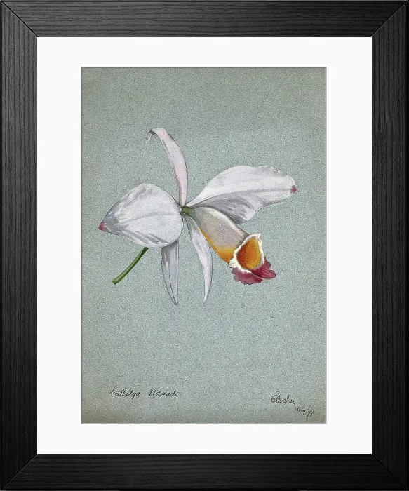 Framed Print : An orchid (Cattleya Eldorado): flower only, 1899. Creator: Unknown Framed Print : An orchid (Cattleya Eldorado): flower only, 1899. Creator: Unknown