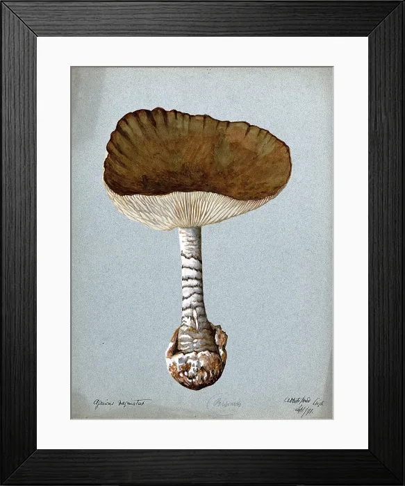 Framed Print : A fungus (Amanita vaginata): one fruiting body, 1891. Creator: Unknown Framed Print : A fungus (Amanita vaginata): one fruiting body, 1891. Creator: Unknown
