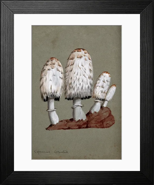 Framed Print : Shaggy ink cap or lawyer's wig fungus (Coprinus comatus): fruiting bodies on soil, c1890s. Creator: Unknown. Shaggy ink cap or lawyer's wig fungus (Coprinus comatus): fruiting bodies on soil, c1890s. Creator: Unknown Framed Print : Shaggy ink cap or lawyer's wig fungus (Coprinus comatus): fruiting bodies on soil, c1890s. Creator: Unknown. Shaggy ink cap or lawyer's wig fungus (Coprinus comatus): fruiting bodies on soil, c1890s. Creator: Unknown