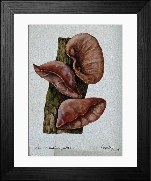 Framed Print : Jew's ear fungus (Hirneola auricula-judae): three fruiting bodies on wood, 1896. Creator: Unknown. Jew's ear fungus (Hirneola auricula-judae): three fruiting bodies on wood, 1896. Creator: Unknown Framed Print : Jew's ear fungus (Hirneola auricula-judae): three fruiting bodies on wood, 1896. Creator: Unknown. Jew's ear fungus (Hirneola auricula-judae): three fruiting bodies on wood, 1896. Creator: Unknown