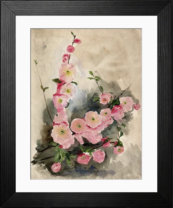 Framed Print : Blossom of an ornamental cherry (Prunus species), c19th century. Creator: Unknown Framed Print : Blossom of an ornamental cherry (Prunus species), c19th century. Creator: Unknown