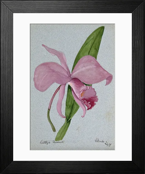 Framed Print : An orchid (Cattleya mossiae): flower and leaf, 1899. Creator: Unknown Framed Print : An orchid (Cattleya mossiae): flower and leaf, 1899. Creator: Unknown