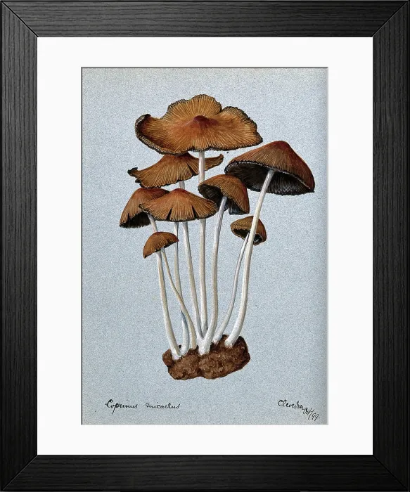 Framed Print : A fungus (Coprinus micaceus): group of fruiting bodies, 1899. Creator: Unknown Framed Print : A fungus (Coprinus micaceus): group of fruiting bodies, 1899. Creator: Unknown