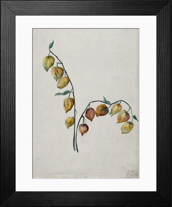 Framed Print : Chinese lantern (Physalis alkekengi): fruiting stem. Creator: Unknown Framed Print : Chinese lantern (Physalis alkekengi): fruiting stem. Creator: Unknown