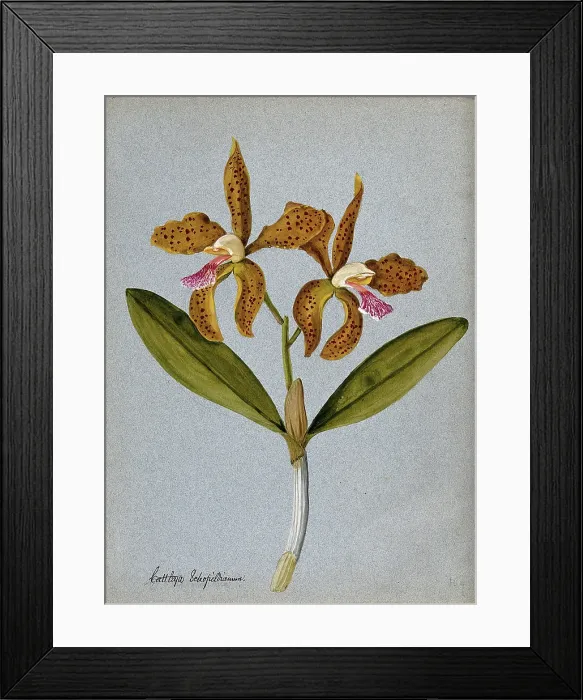 Framed Print : An orchid (Cattleya Schofieldianum): flowering stem. Creator: Unknown Framed Print : An orchid (Cattleya Schofieldianum): flowering stem. Creator: Unknown