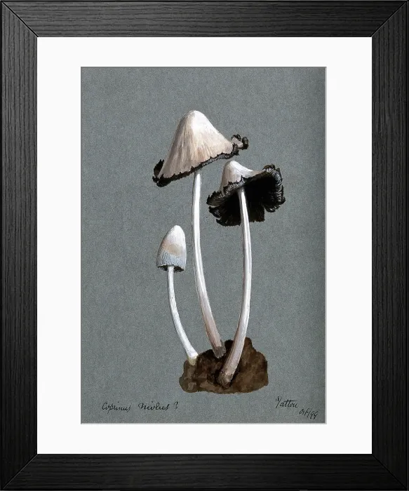 Framed Print : A fungus (Coprinus niveus): three fruiting bodies, 1899. Creator: Unknown Framed Print : A fungus (Coprinus niveus): three fruiting bodies, 1899. Creator: Unknown