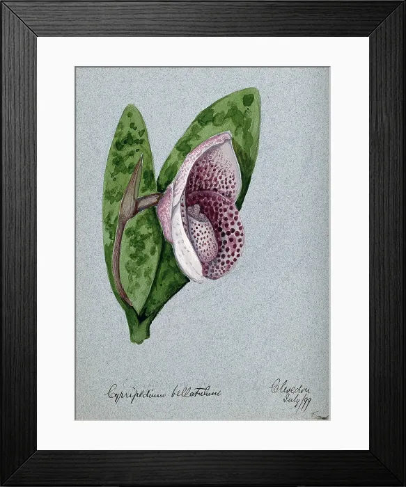 Framed Print : A lady's slipper orchid (Cypripedium bellatulum): flowering stem, 1899. Creator: Unknown. A lady's slipper orchid (Cypripedium bellatulum): flowering stem, 1899. Creator: Unknown Framed Print : A lady's slipper orchid (Cypripedium bellatulum): flowering stem, 1899. Creator: Unknown. A lady's slipper orchid (Cypripedium bellatulum): flowering stem, 1899. Creator: Unknown