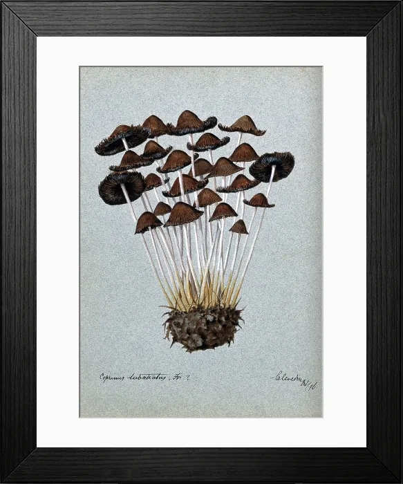 Framed Print : A fungus (Panaeolus subbalteatus ?): group of fruiting bodies, 1896. Creator: Unknown Framed Print : A fungus (Panaeolus subbalteatus ?): group of fruiting bodies, 1896. Creator: Unknown