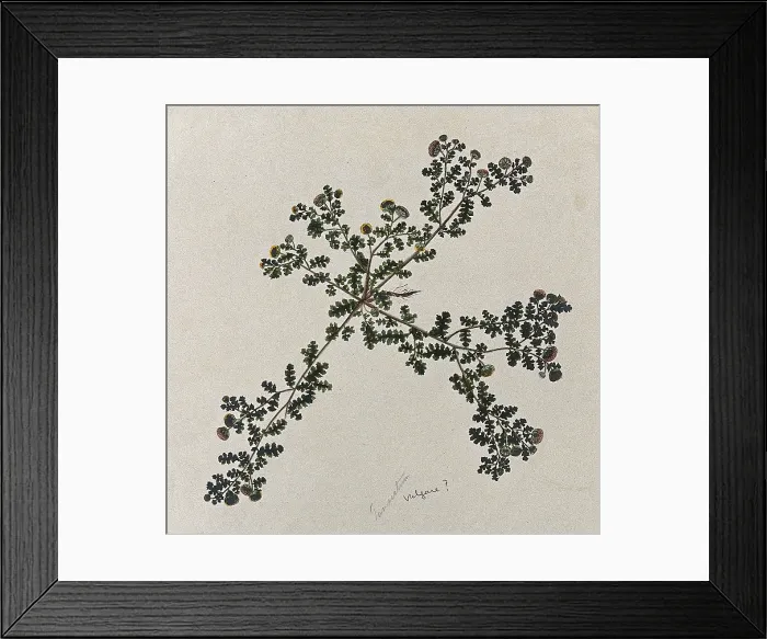 Framed Print : Tansy (Tanacetum vulgare): entire flowering plant. Creator: Unknown Framed Print : Tansy (Tanacetum vulgare): entire flowering plant. Creator: Unknown