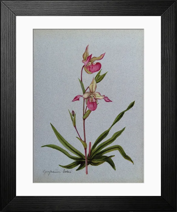 Framed Print : A lady's slipper orchid (Cypripedium Sedeni): flowering stem. Creator: Unknown. A lady's slipper orchid (Cypripedium Sedeni): flowering stem. Creator: Unknown Framed Print : A lady's slipper orchid (Cypripedium Sedeni): flowering stem. Creator: Unknown. A lady's slipper orchid (Cypripedium Sedeni): flowering stem. Creator: Unknown