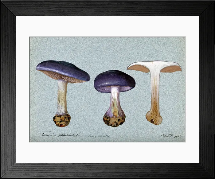 Framed Print : A fungus (Cortinarius purpurascens?): three fruiting bodies, one sectioned, 1897. Creator: Unknown Framed Print : A fungus (Cortinarius purpurascens?): three fruiting bodies, one sectioned, 1897. Creator: Unknown