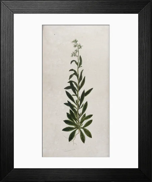 Framed Print : A bellflower (Campanula species): entire flowering plant. Creator: Unknown Framed Print : A bellflower (Campanula species): entire flowering plant. Creator: Unknown