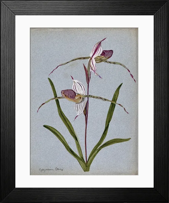 Framed Print : A lady's slipper orchid (Cypripedium Stoneii): flowering stem. Creator: Unknown. A lady's slipper orchid (Cypripedium Stoneii): flowering stem. Creator: Unknown Framed Print : A lady's slipper orchid (Cypripedium Stoneii): flowering stem. Creator: Unknown. A lady's slipper orchid (Cypripedium Stoneii): flowering stem. Creator: Unknown
