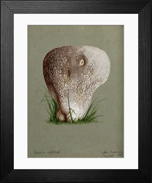 Framed Print : A puff ball (Lycoperdon species), 1886. Creator: Unknown Framed Print : A puff ball (Lycoperdon species), 1886. Creator: Unknown