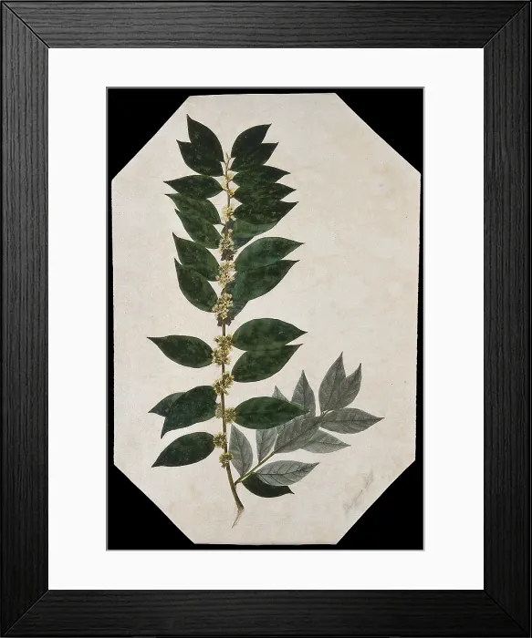 Framed Print : An oleaster plant (Elaeagnus species): flowering stem. Creator: Unknown Framed Print : An oleaster plant (Elaeagnus species): flowering stem. Creator: Unknown