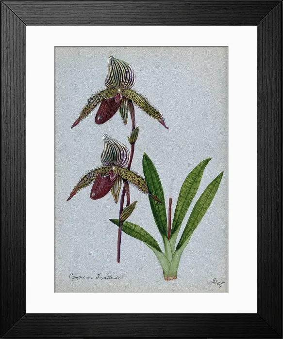 Framed Print : A lady's slipper orchid (Cypripedium Tixallense): flowering stem, 1907. Creator: Unknown. A lady's slipper orchid (Cypripedium Tixallense): flowering stem, 1907. Creator: Unknown Framed Print : A lady's slipper orchid (Cypripedium Tixallense): flowering stem, 1907. Creator: Unknown. A lady's slipper orchid (Cypripedium Tixallense): flowering stem, 1907. Creator: Unknown