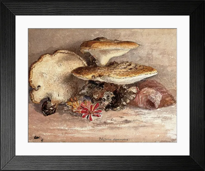 Framed Print : A bracket fungus (Polyporus squamosus): group of fruiting bodies. Creator: Unknown