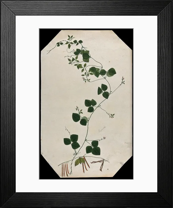 Framed Print : A plant (Trigonella species): flowering and fruiting stems with seed. Creator: Unknown Framed Print : A plant (Trigonella species): flowering and fruiting stems with seed. Creator: Unknown