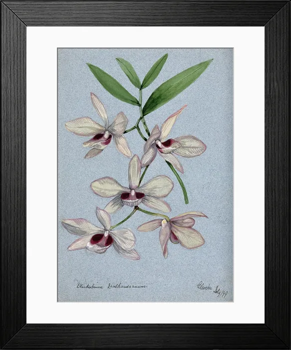 Framed Print : An orchid (Dendrobium Dalhausianum): flowering stem, 1899. Creator: Unknown Framed Print : An orchid (Dendrobium Dalhausianum): flowering stem, 1899. Creator: Unknown