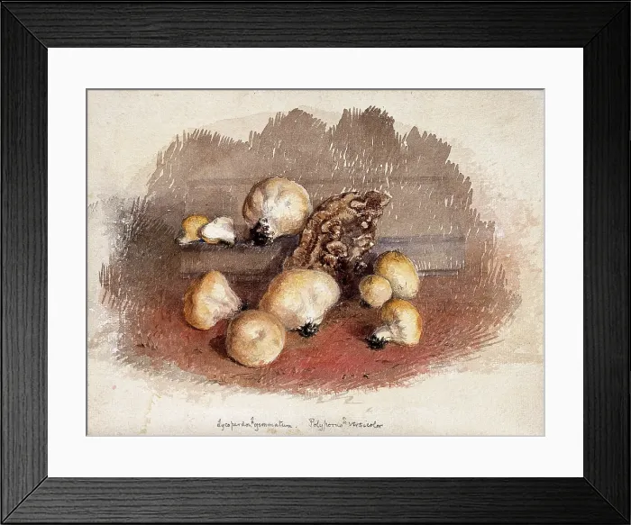Framed Print : A group of puff balls (Lycoperdon perlatum) and bracket fungi (Polyporus species), c19th century. Creator: Unknown Framed Print : A group of puff balls (Lycoperdon perlatum) and bracket fungi (Polyporus species), c19th century. Creator: Unknown