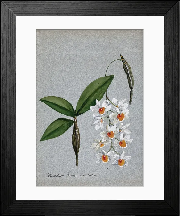 Framed Print : An orchid (Dendrobium farmerii var album): flowering stem and leaves. Creator: Unknown Framed Print : An orchid (Dendrobium farmerii var album): flowering stem and leaves. Creator: Unknown