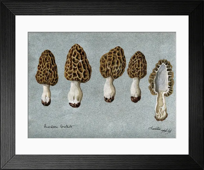 Framed Print : Common morel (Morchella esculenta): five fruiting bodies, one sectioned, 1896. Creator: Unknown Framed Print : Common morel (Morchella esculenta): five fruiting bodies, one sectioned, 1896. Creator: Unknown