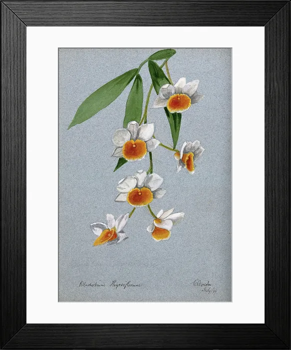 Framed Print : An orchid (Dendrobium thyrsiflorum): flowering stem, 1899. Creator: Unknown