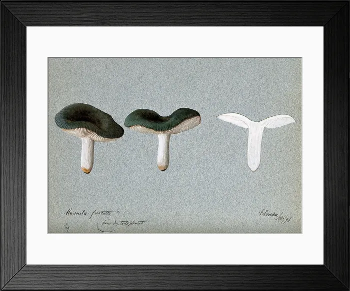 Framed Print : A fungus (Russula species): three fruiting bodies, one sectioned, 1896. Creator: Unknown Framed Print : A fungus (Russula species): three fruiting bodies, one sectioned, 1896. Creator: Unknown