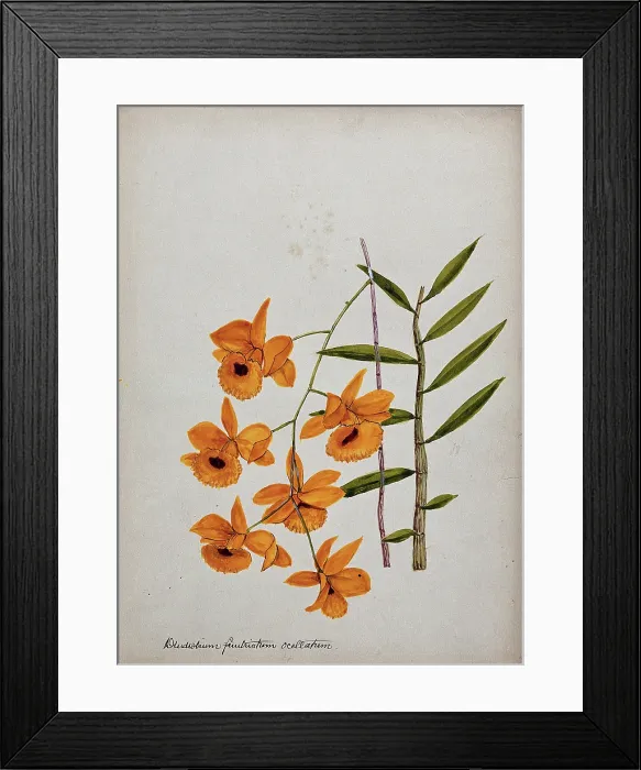 Framed Print : An orchid (Dendrobium fimbriatum var Oculatum): flowering stem and leaves. Creator: Unknown Framed Print : An orchid (Dendrobium fimbriatum var Oculatum): flowering stem and leaves. Creator: Unknown