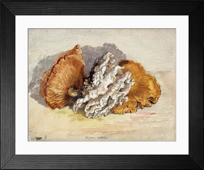 Framed Print : A bracket fungus (Coriolus versicolor): group of fruiting bodies. Creator: Unknown Framed Print : A bracket fungus (Coriolus versicolor): group of fruiting bodies. Creator: Unknown