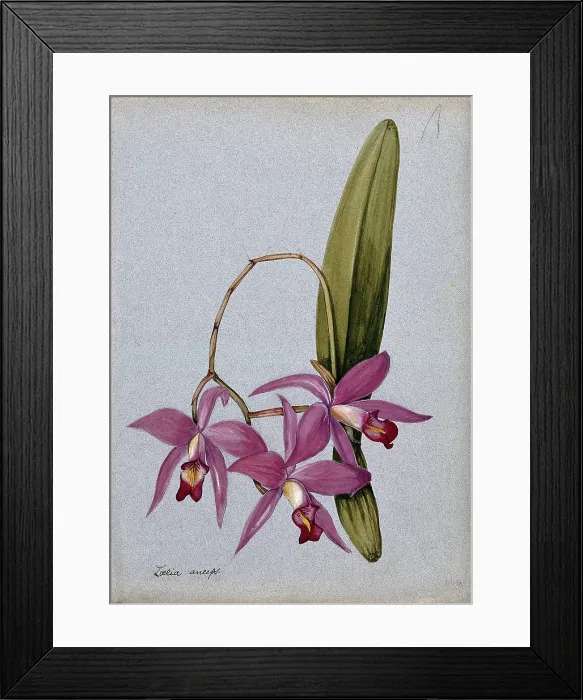 Framed Print : An orchid (Laelia anceps): flowering stem and leaves. Creator: Unknown Framed Print : An orchid (Laelia anceps): flowering stem and leaves. Creator: Unknown