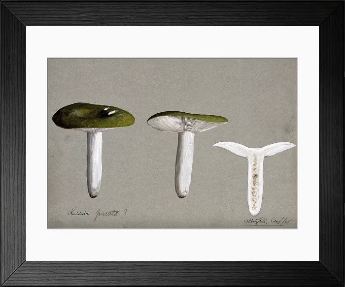 Framed Print : A fungus (Russula species): three fruiting bodies, one sectioned, 1895. Creator: Unknown Framed Print : A fungus (Russula species): three fruiting bodies, one sectioned, 1895. Creator: Unknown
