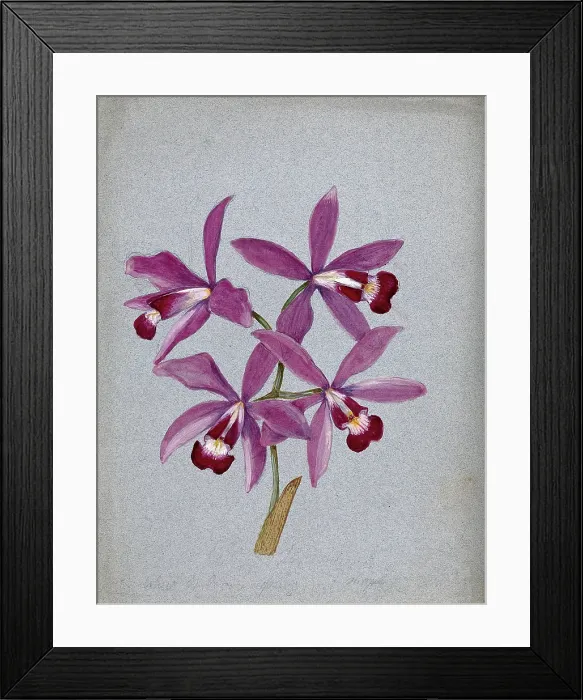 Framed Print : An orchid (?Laelia anceps): flowering stem. Creator: Unknown Framed Print : An orchid (?Laelia anceps): flowering stem. Creator: Unknown