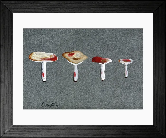 Framed Print : The sickener fungus (Russula emetica): four fruiting bodies. Creator: Unknown Framed Print : The sickener fungus (Russula emetica): four fruiting bodies. Creator: Unknown