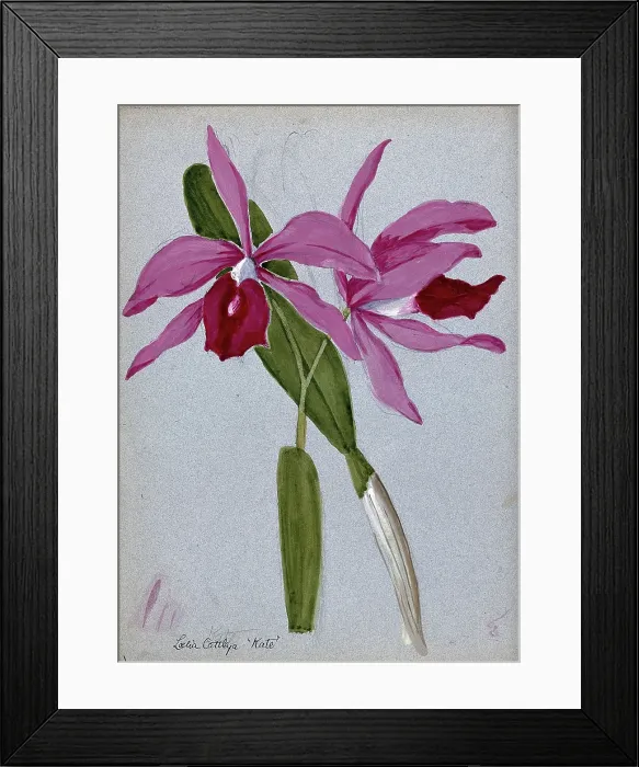 Framed Print : An orchid hybrid (Laelia x Cattleya Kate'): flowering stem and leaves. Creator: Unknown Framed Print : An orchid hybrid (Laelia x Cattleya Kate'): flowering stem and leaves. Creator: Unknown