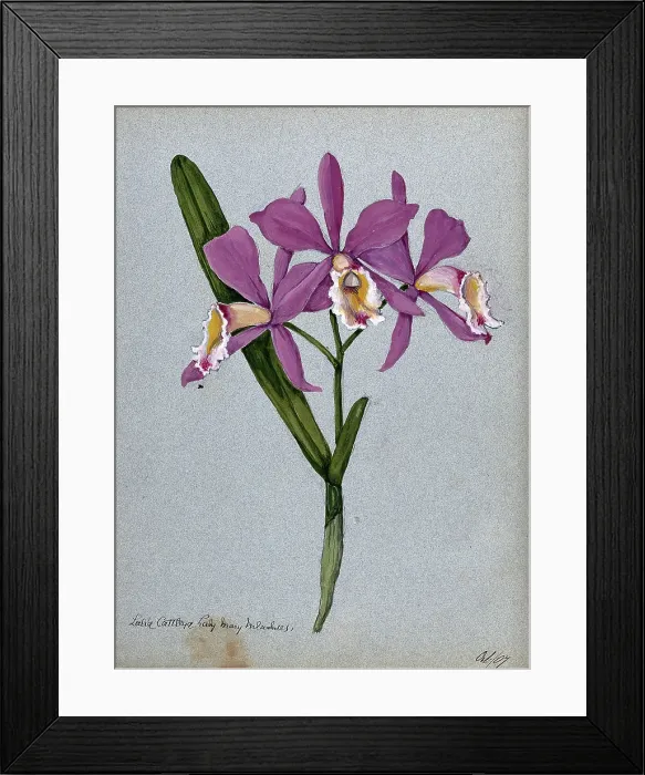 Framed Print : An orchid hybrid (Laelia x Cattleya Lady Mary Measures'): flowering stem and leaves, 1907. Creator: Unknown Framed Print : An orchid hybrid (Laelia x Cattleya Lady Mary Measures'): flowering stem and leaves, 1907. Creator: Unknown
