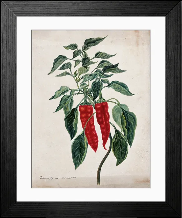 Framed Print : Chilli or pepper plant (Capsicum annuum): fruiting stem. Creator: Unknown Framed Print : Chilli or pepper plant (Capsicum annuum): fruiting stem. Creator: Unknown