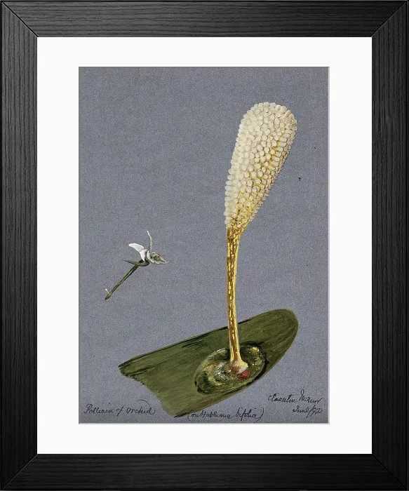 Framed Print : Pollinia (clumps of pollen) of the butterfly habenaria orchid (Habenaria bifolia) on a... 1892. Creator: Unknown Framed Print : Pollinia (clumps of pollen) of the butterfly habenaria orchid (Habenaria bifolia) on a... 1892. Creator: Unknown
