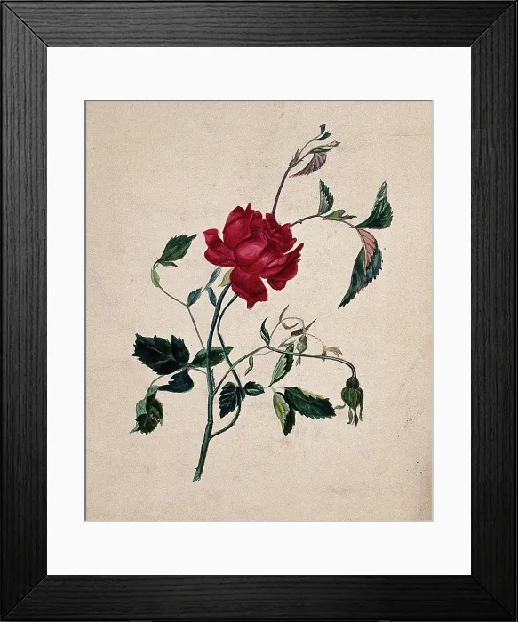 Framed Print : A rose (Rosa species): flowering stem. Creator: Unknown Framed Print : A rose (Rosa species): flowering stem. Creator: Unknown