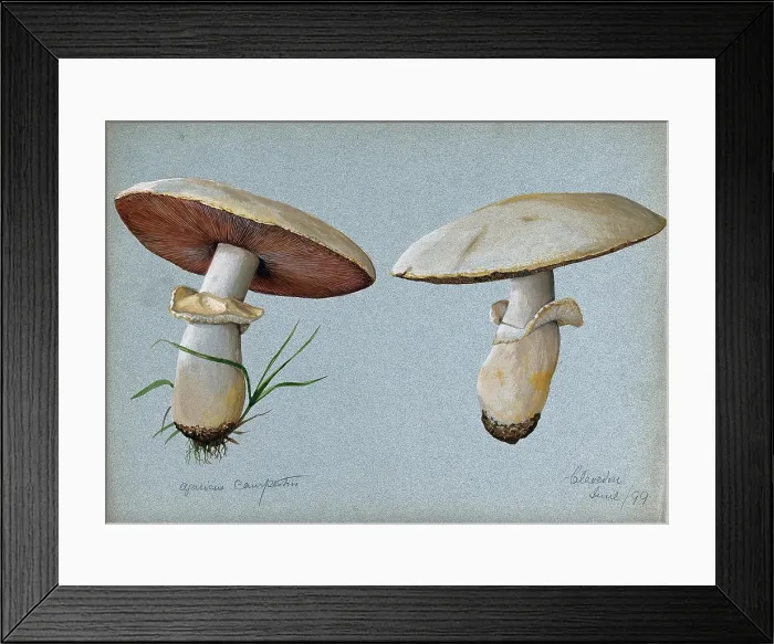 Framed Print : Field mushroom (Agaricus campestris): two fruiting bodies, 1899. Creator: Unknown Framed Print : Field mushroom (Agaricus campestris): two fruiting bodies, 1899. Creator: Unknown