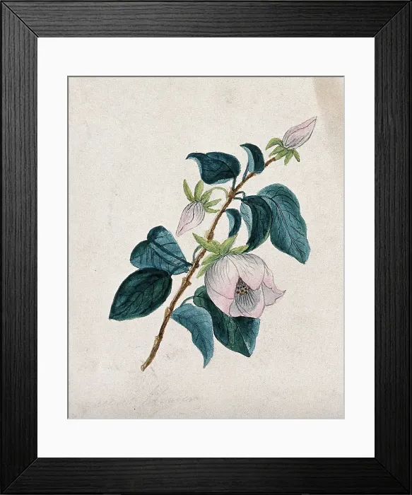 Framed Print : Queens flower: flowering stem. Creator: Unknown