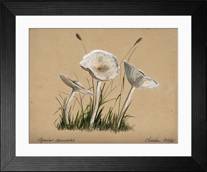 Framed Print : A fungus (Agaricus cerussatus): three fruiting bodies, 1865. Creator: Unknown Framed Print : A fungus (Agaricus cerussatus): three fruiting bodies, 1865. Creator: Unknown