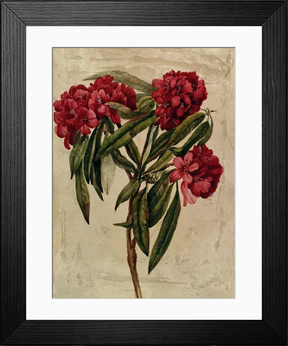 Framed Print : A flowering branch of rhododendron. Creator: Unknown Framed Print : A flowering branch of rhododendron. Creator: Unknown