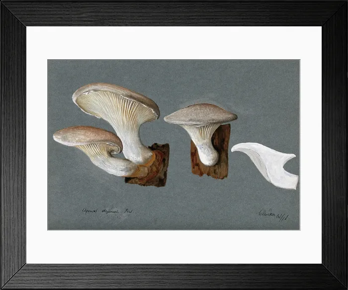 Framed Print : A fungus (Pleurotus dryinus): three fruiting bodies, 1896. Creator: Unknown Framed Print : A fungus (Pleurotus dryinus): three fruiting bodies, 1896. Creator: Unknown